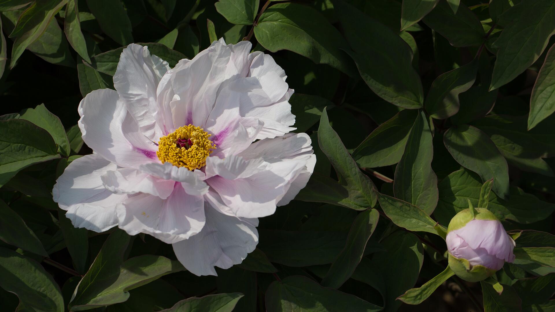 kl_peony_active-ingredient_field_plant_2019 -12-